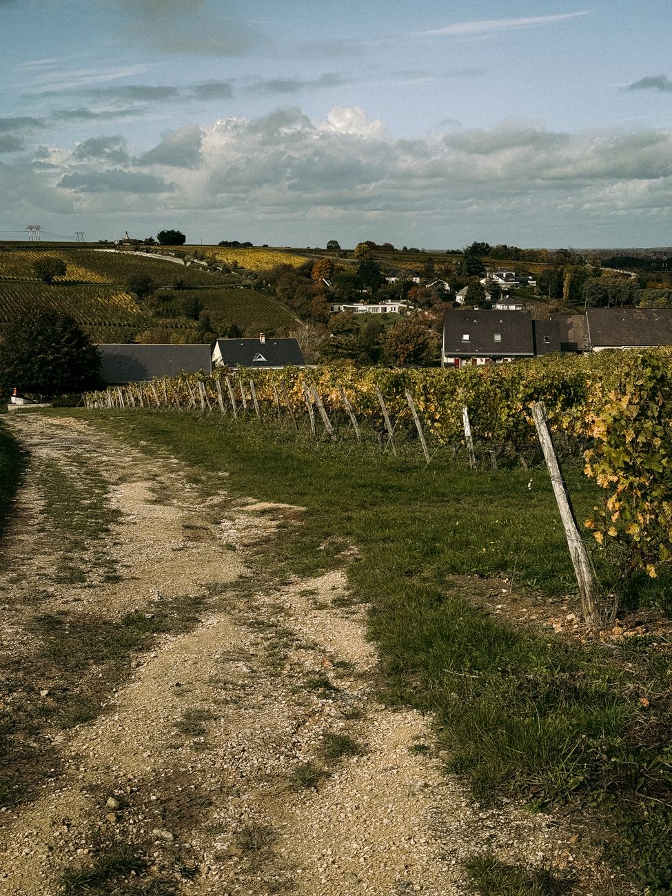 Quiet gravel path through autumnal vineyards